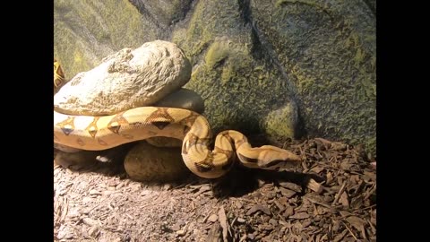 Boa Constrictor stalking her prey