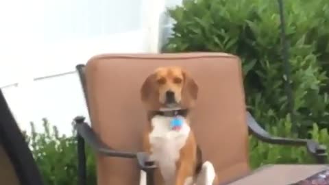 Beagle sits in pool chair