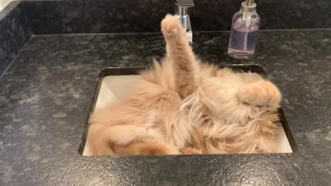 Tuckered Kitty Snoozes in Sink