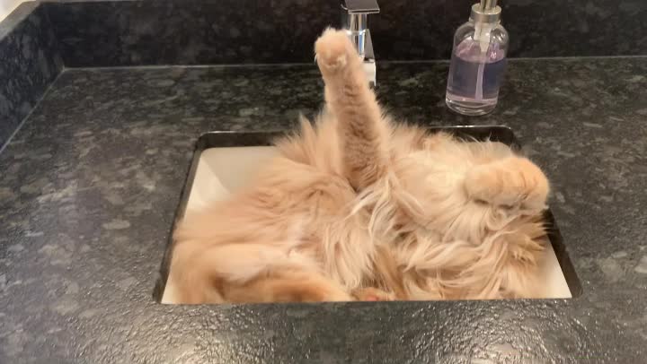 Tuckered Kitty Snoozes in Sink