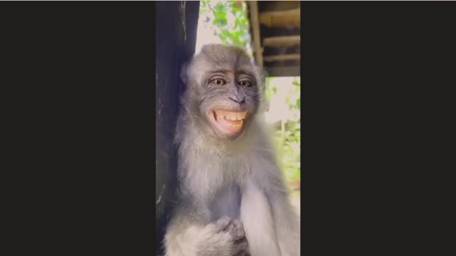 Snake and Monkey funny video