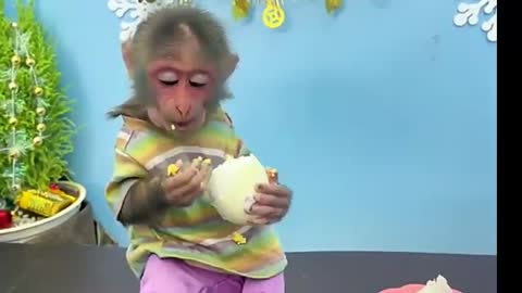 Small Cute Monkey Funny Video