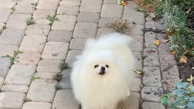 See how this puppy barks | A white dog 🔴 small white puppy |