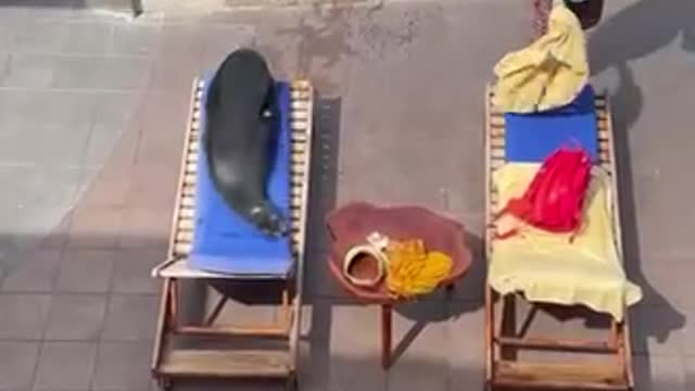 A Seal Makes Himself At Home At This Resort