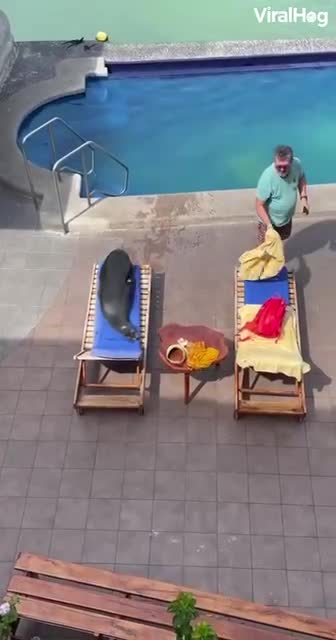 A Seal Makes Himself At Home At This Resort