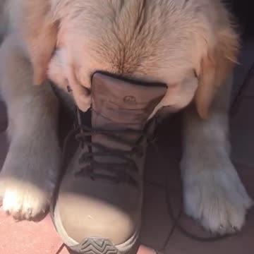 Puppy falls asleep with face in a boot