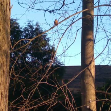 This bird doesn't like being on camera