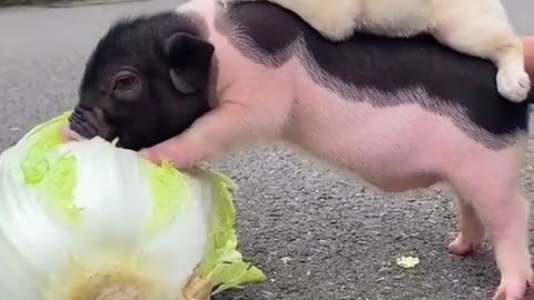 Cute puppy and cute pig