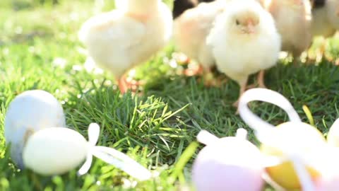 Beautiful and adorable of little chick on floor of farm for design and decorative