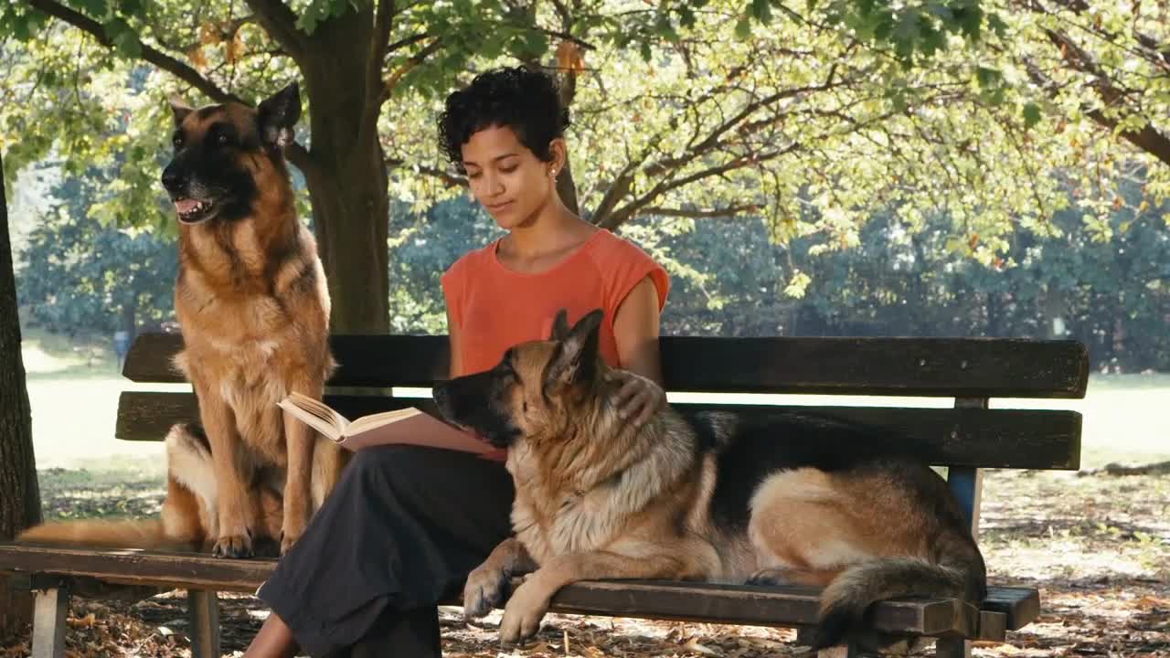 People, pets, dog sitter with alsatian dogs in park