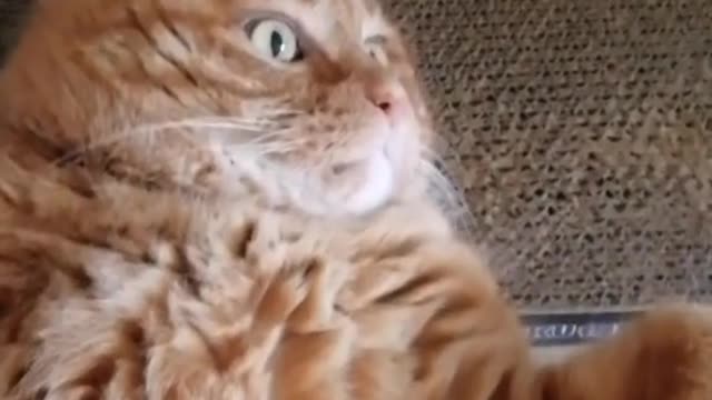 FunnyCatsToday，Funny Fat Cat You Might Never See Before, part14