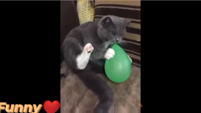 Funny😍Cute❤Cat Reaction To Playing Baloon.