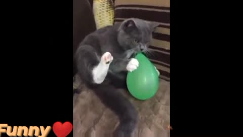 Funny😍Cute❤Cat Reaction To Playing Baloon.