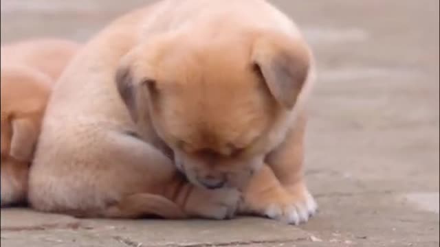 Cutest baby dog Satisying Funny Animals videos shorts