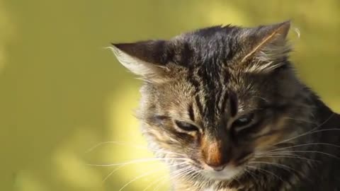Cat pets animal in video