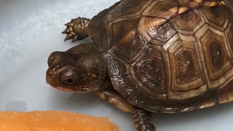 Baby Box Turtle eating cantaloupe.