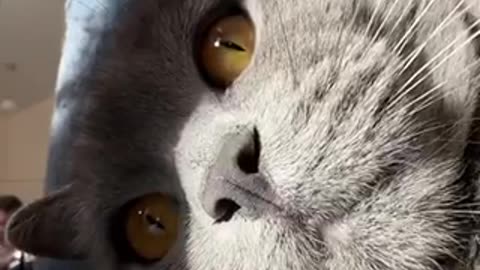 Beautiful cat 🐈 trending video