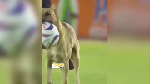 Dog play football | dog steals football | fun