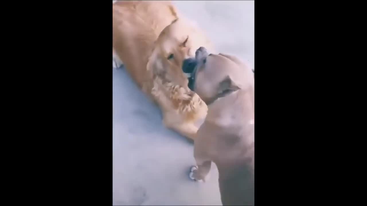 Funniest dog vs dog 😄🤣 fight 2021