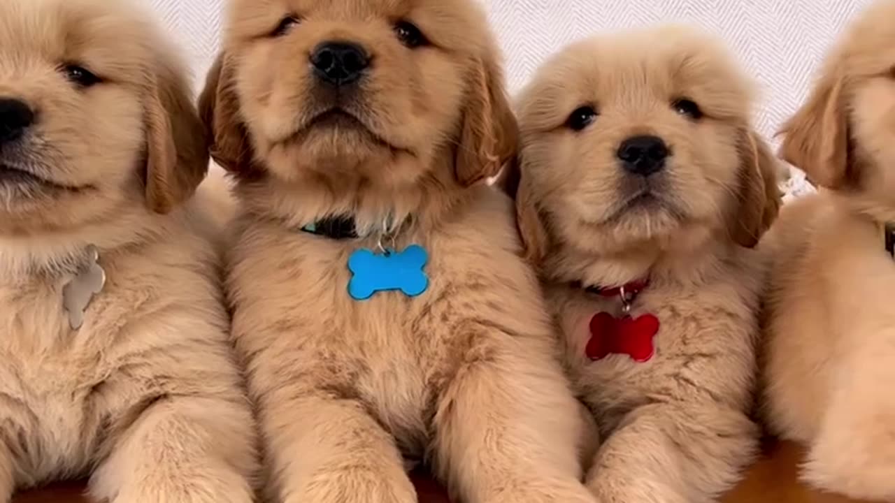 Adorable Super Handsome Golden Retriever Puppies