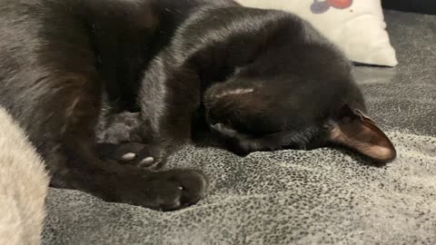 Cat sleeping on the sofa