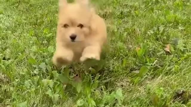 CommentbelowifyouhaveaMaltipoo