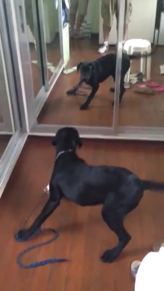 Young Stormy Seeing Himself In Mirrors
