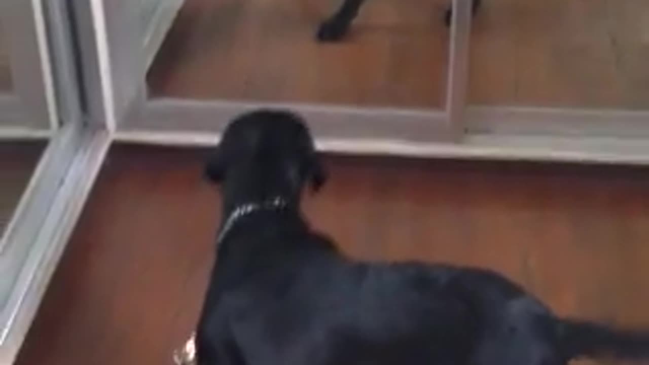 Young Stormy Seeing Himself In Mirrors