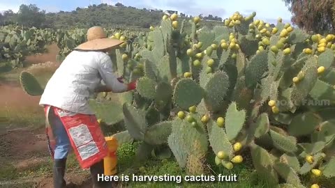 Cactus Fruit Harvesting - Prickly Pear Farm and Harvesting - Desert Agriculture Technology