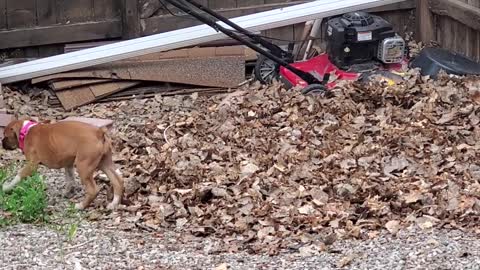 Boxer Puppy Plays in Leaf Pile