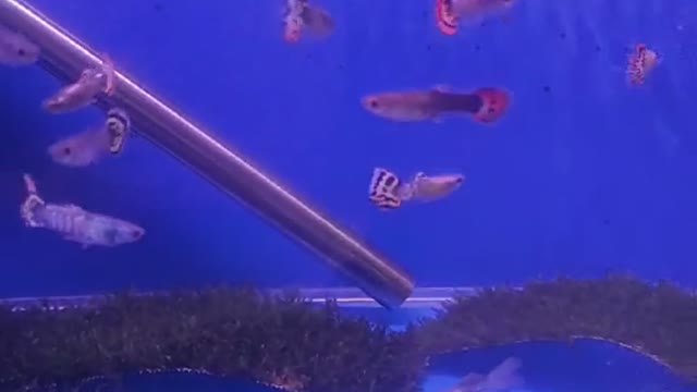 Peacock fighting fish in a fish tank