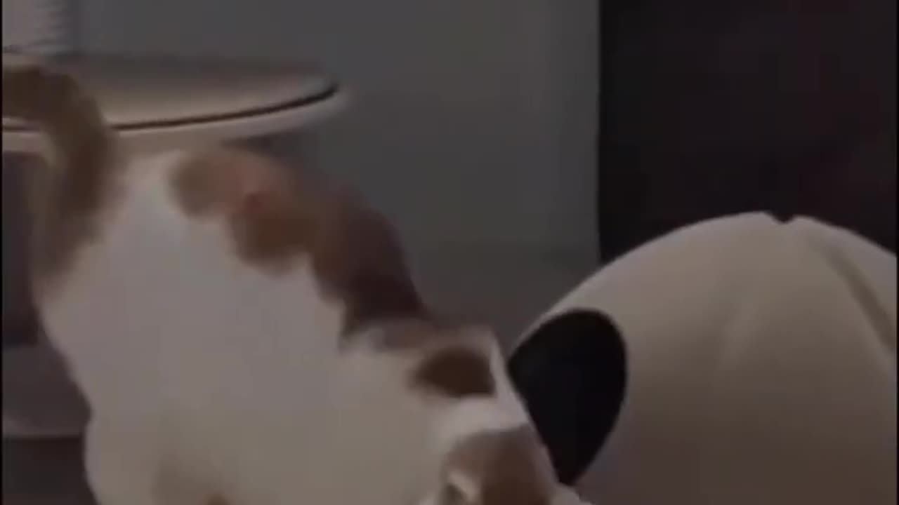 Funny Cat 😺 videos