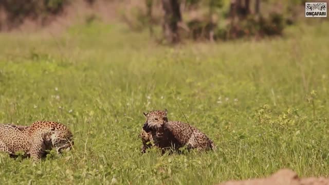 Jaguars fight - amazing cats