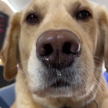 Dzoer gots allergies 🥺❤️