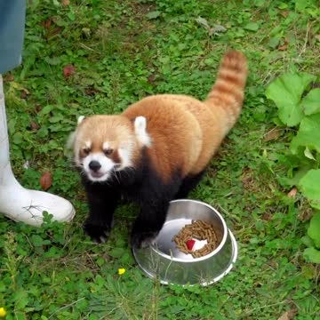 Moni's owner feeding