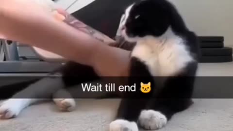 Adorable cat pull games