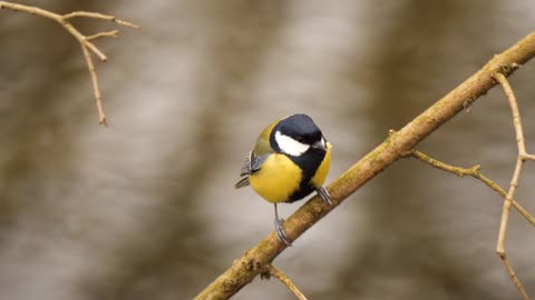 bird-swan-wildlife-wild-animal