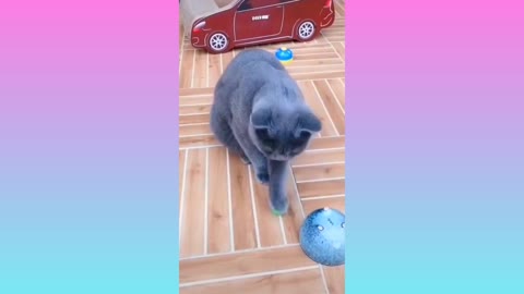 Cat funny moment short video