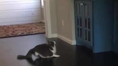 Cute Funny Cat Jump Fail