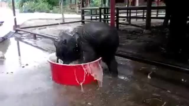 elephant fun