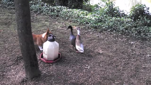 Cute Corgi Tries To Herd Ducks