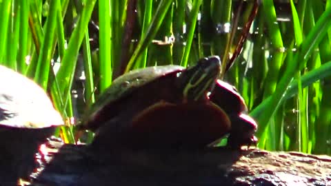 Turtles