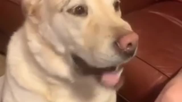 funny dog celebrating his birthday