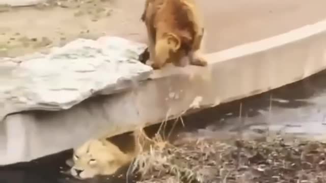 Lion funny video
