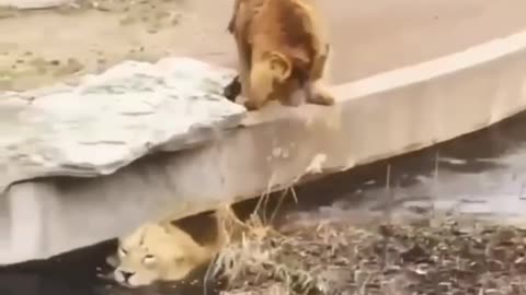 Lion funny video