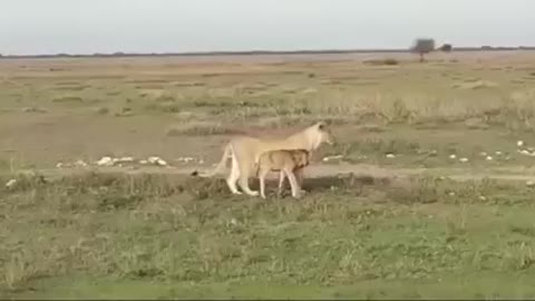 😱Wild beast and calf walking together