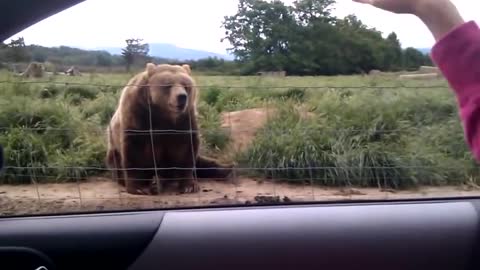 Polite Bear Says Hello To People