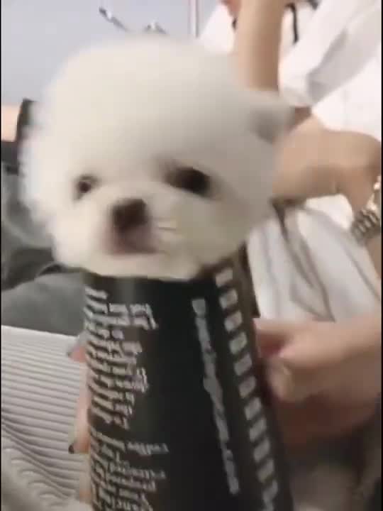 Cute baby dog funny video