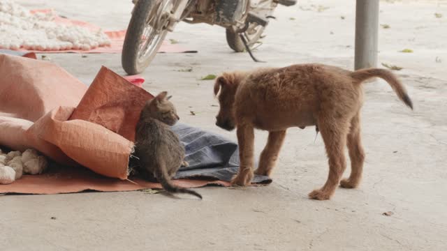 Kitten Playing with Puppy