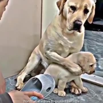 look at the intelligence of animals